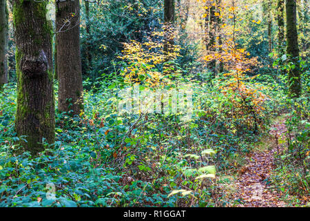 L'automne dans la forêt de Savernake dans le Wiltshire. Banque D'Images