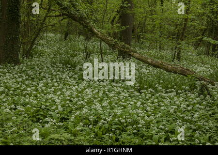 L'ail des ours ou Allium ursinum, Ramsons Sleech en bois, Lyme Regis, West Dorset. Banque D'Images