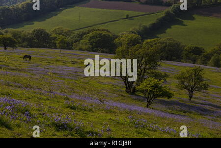 Poneys le pâturage sur des prairies de bluebell denses en mai sur des terres communes à côté Ashway Tarr, étapes, Barle, vallée de l'Exmoor. Banque D'Images