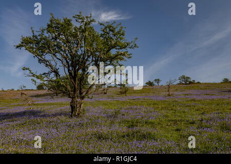 Couverts de lichen en aubépine ancienne bluebell dense sward en mai sur des terres communes à côté Ashway Tarr, étapes, Barle, vallée de l'Exmoor. Banque D'Images