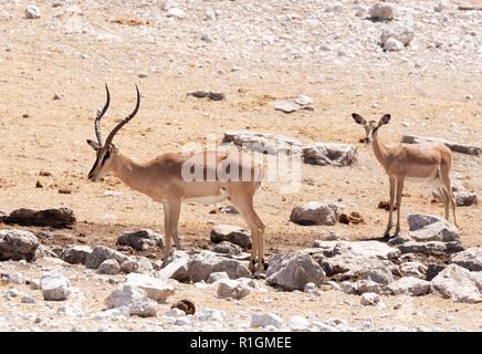 Face noir Impala - Aepyceros melampus petersi ( ) - hommes et femmes, Etosha National Park, Namibie, Afrique du Sud Banque D'Images