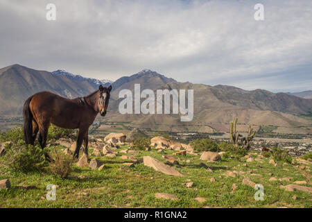 Lorsque la fleur de vigne vignoble se transforment en une baie de raisin. La vallée d'Elqui, Andes partie de désert d'Atacama dans la région de Coquimbo, Chili Banque D'Images