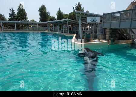 L'épaulard (ORCA) reposant ppol (derrière la performance, à SeaWorld San Diego, California, United States. Banque D'Images