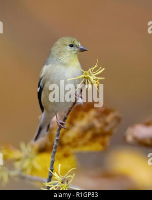 Chardonneret jaune (Spinus tristis) en plumage d'hiver perché sur une branche d'hamamélis - Ontario, Canada Banque D'Images