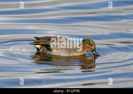 Sarcelle commune - Anas crecca Canard dans l'eau d'alimentation mâle Banque D'Images