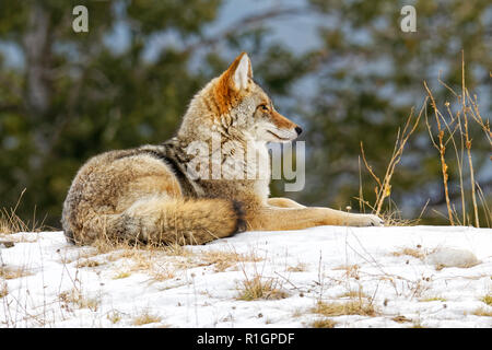 CU 42 757,09813 Coyote alerte allongé sur une colline d'herbe, la tête jusqu'à l'horizon en hiver froid neige, arbres en arrière-plan Banque D'Images