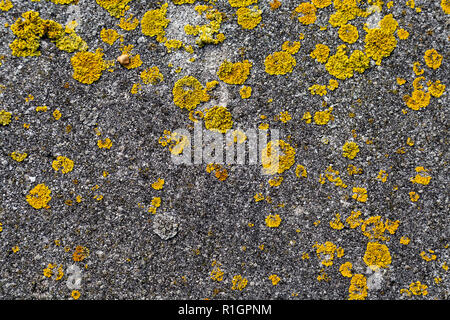 Lichen croustillant jaune poussant sur fond de béton Banque D'Images