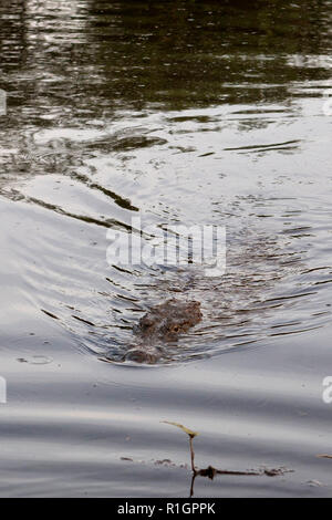 Un crocodile sacré crocodile du Nil (Crocodylus niloticus 'ou') dans un étang en pays Dogon, au Mali Banque D'Images