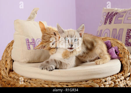 Deux chatons, 3 mois, seal tabby point et red tabby, le combat à l'autre Banque D'Images