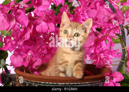 Chaton, 2 mois, assis dans un pot de fleur entre bougainvilliers en fleurs Banque D'Images