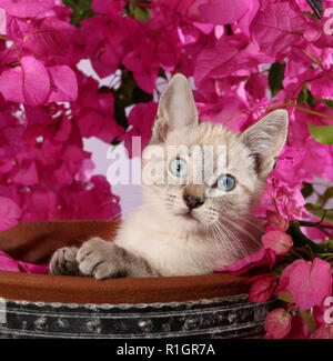 Chaton, 3 mois, seal tabby point, assis dans un pot de fleurs avec des bougainvilliers en fleurs Banque D'Images