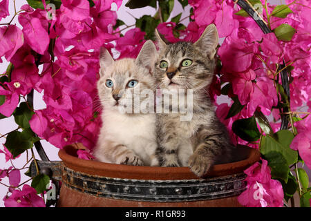 Deux chatons, 3 mois, seal point tabby et tabby noir, assis dans un pot de fleurs avec des bougainvilliers en fleurs Banque D'Images