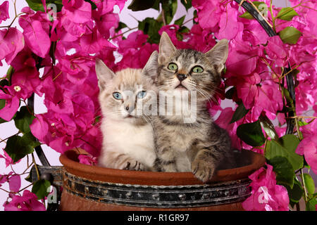 Deux chatons, 3 mois, seal point tabby et tabby noir, assis dans un pot de fleurs avec des bougainvilliers en fleurs Banque D'Images