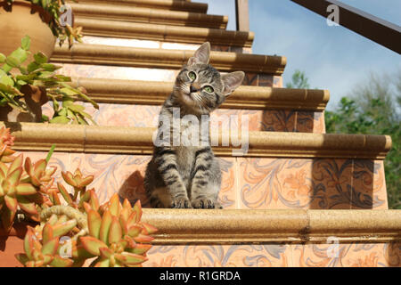 Chaton, 3 mois, noir tabby, assis sur l'escalier Banque D'Images