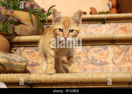 Chaton, 3 mois, gingembre, assis sur des escaliers Banque D'Images