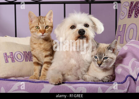 Chien maltais blanc avec deux chatons, 10 weekks ancien, red tabby et seal point tabby Banque D'Images