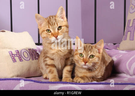Deux chatons de gingembre, 12 semaines, s'étendant entre les oreillers Banque D'Images