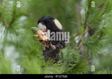 Cacatoès à queue courte head shot en sapin holding et manger pine cone avon valley australie occidentale australie Banque D'Images