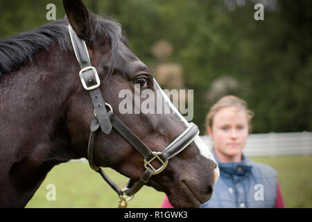 Cheval Noir debout devant une jeune femme. Banque D'Images