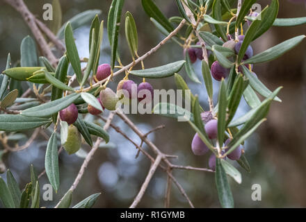 Close up of olives croissant sur les oliviers dans un village dans la vallée du Dragon. Photographié alors que sur le sentier de montagne de Ravello, Italie Banque D'Images