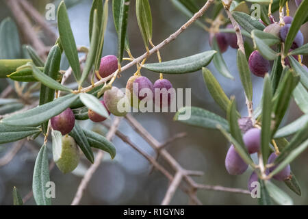 Close up of olives croissant sur les oliviers dans un village dans la vallée du Dragon. Photographié alors que sur le sentier de montagne de Ravello, Italie Banque D'Images