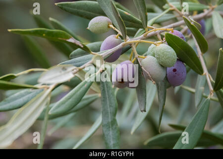 Close up of olives croissant sur les oliviers dans un village dans la vallée du Dragon. Photographié alors que sur le sentier de montagne de Ravello, Italie Banque D'Images