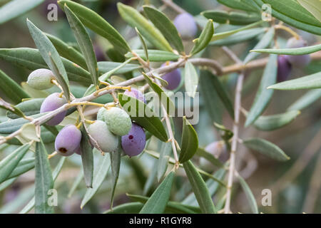 Close up of olives croissant sur les oliviers dans un village dans la vallée du Dragon. Photographié alors que sur le sentier de montagne de Ravello, Italie Banque D'Images