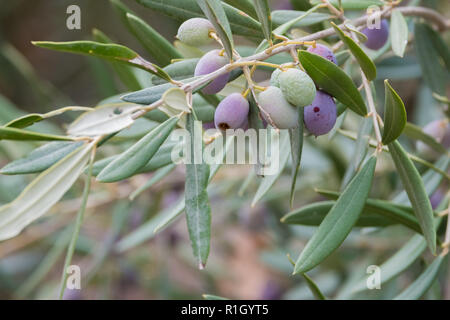 Close up of olives croissant sur les oliviers dans un village dans la vallée du Dragon. Photographié alors que sur le sentier de montagne de Ravello, Italie Banque D'Images