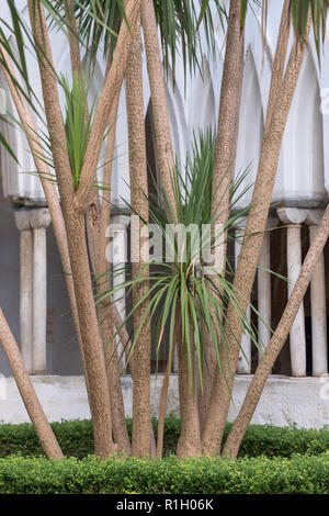 Amalfi Italie. Le cloître de style mauresque du paradis à l'Amalfi cathédrale. Les cloîtres ont un beau jardin avec des palmiers et des haies Banque D'Images