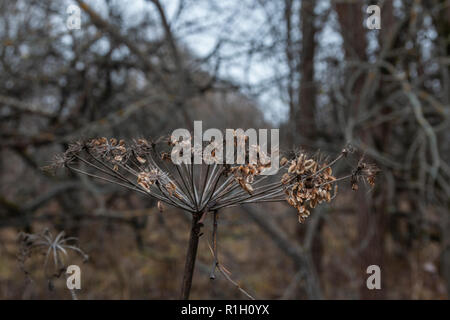 La berce laineuse séché dans les champs, la mauvaise herbe, plante parapluie Banque D'Images