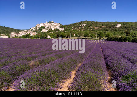 Champ de lavande , Village , Simiane la Rotonde Alpes de Haute Provence, paysage, Provence, France Banque D'Images