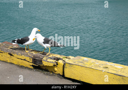 Deux goélands blackback ensemble sur barrière jaune sur eadge de quai. Banque D'Images