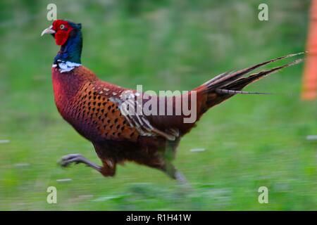 Close up d'un faisan commun (Phasianus colchicus) traversant un champ Banque D'Images