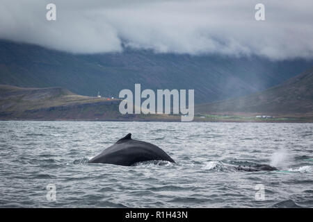 Les baleines à bosse de l'Icelandic coast Banque D'Images