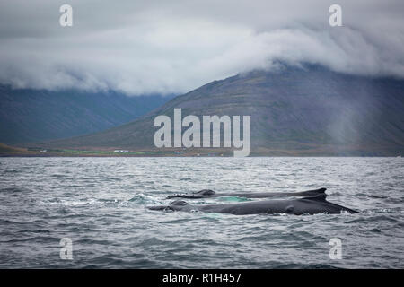 Les baleines à bosse de l'Icelandic coast Banque D'Images