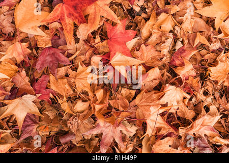 Automne érable japonais multicolore des feuilles sèches sur le sol naturel organique texture pattern Banque D'Images