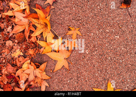 Automne érable japonais multicolore des feuilles sèches sur le sol naturel organique texture pattern Banque D'Images