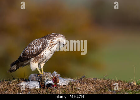 Buses Banque D'Images