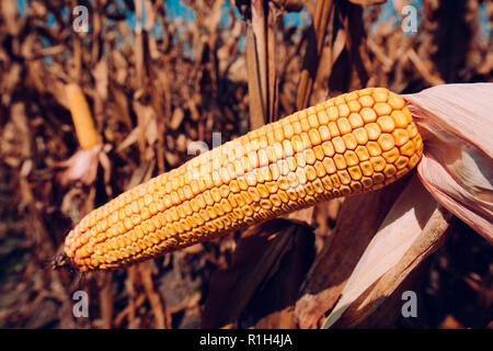 Des épis de maïs en champ cultivé Banque D'Images