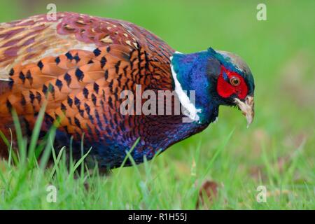 Vue latérale d'un faisan commun (Phasianus colchicus) à la recherche de nourriture dans l'herbe Banque D'Images