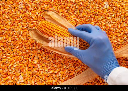 L'examen scientifique de la qualité du maïs récolté, Close up of hand holding au cours de rafles de tas de grains Banque D'Images