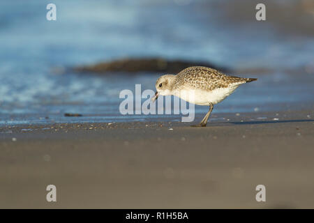 Pluvier argenté (Pluvialis squatarola) en plumage d'hiver sur la plage Banque D'Images