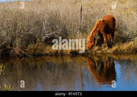 Poney Chincoteague (Equus ferus caballus) à bord de l'eau Banque D'Images