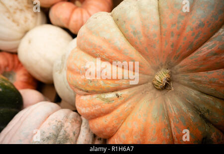 Nous savons que l'automne est ici lorsque affiche plein de citrouilles et courges afficher jusqu'au marché Banque D'Images