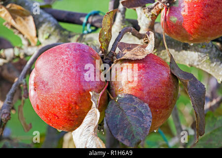 Diable rouge Apple pousse dans un français apple orchard Cheshire England UK Banque D'Images