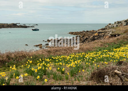 Gugh Island au printemps avec une série de chambres lumineuses jonquilles naturalisées dans l'avant-plan et la côte et mer en arrière-plan sur toi un jour de printemps ensoleillé. Banque D'Images