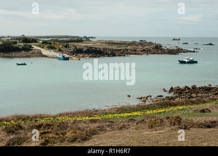 Vue depuis la colline, Kittern Gugh Island avec jonquilles naturalisées dans l'avant-plan et l'île de St Agnes et ferry dans l'arrière-plan sur une journée de printemps ensoleillée Banque D'Images