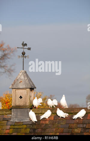 Colombes pigeons fantail Columba livia perché sur le toit d'un ancien pigeonnier avec une girouette sur le dessus Banque D'Images