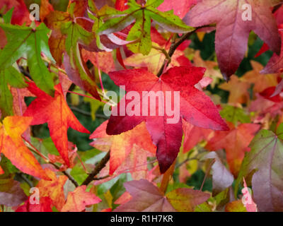 Liquidamber styraciflua feuilles à Westonbirt Arboretum dans le Gloucestershire UK montrant gamme de changement de couleur en automne Banque D'Images