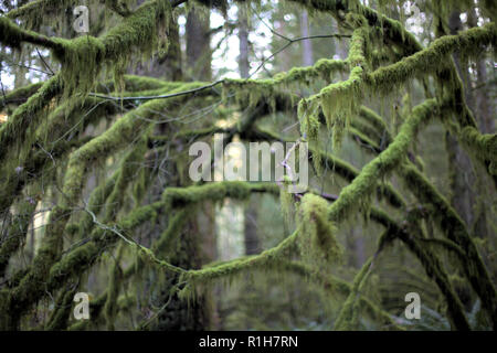 Branches vert couvert de mousse dans la forêt humide de Eagle Mountain, Anmore, BC, Canada, à l'automne, avec un fond blanc lumineux Banque D'Images